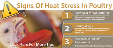 Heat Stress Tips For Poultry - Promo-01