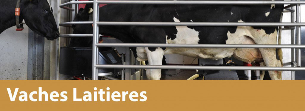 vaches-laiteier - banner-01