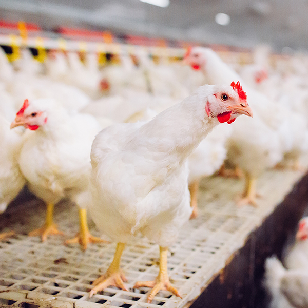 Big Indoors Modern Chicken Farm, Chicken Feeding.