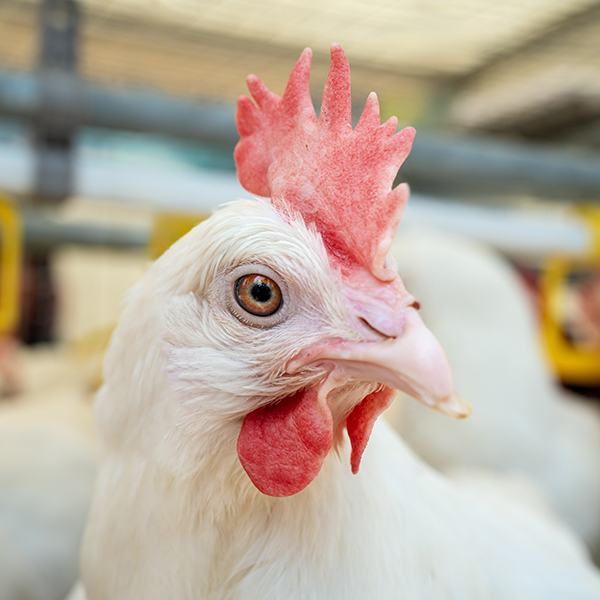 Closeup Portrait Of Dekalb White Hen At Poultry Farm. Layer Farm