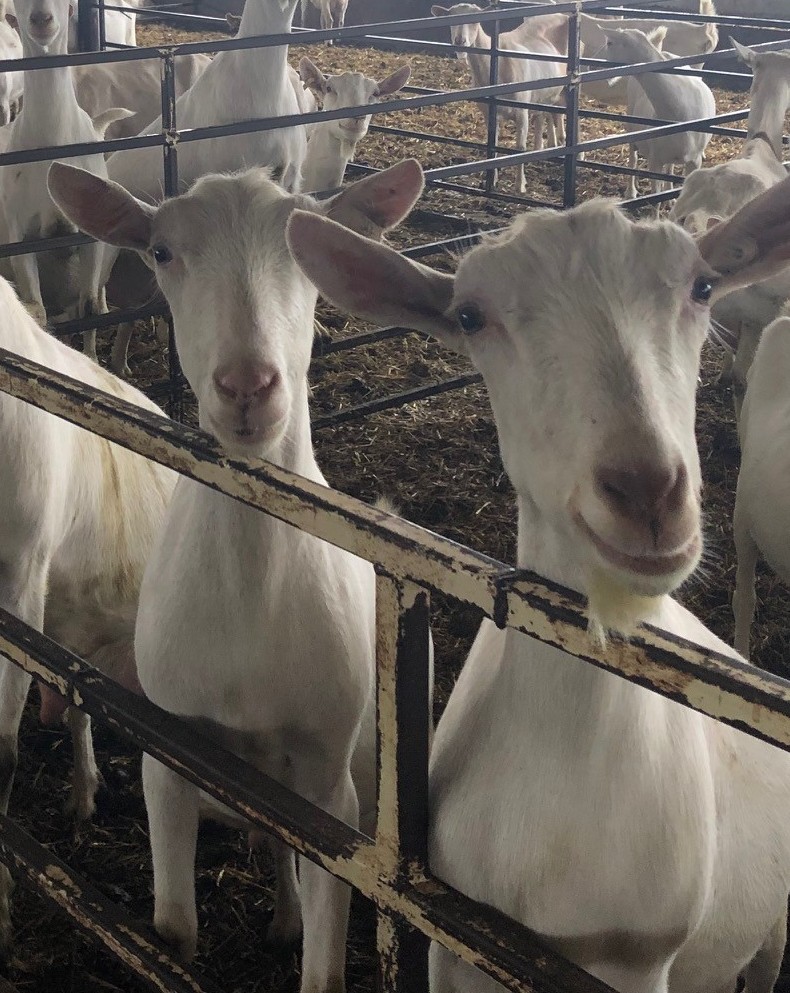 Dry Goats