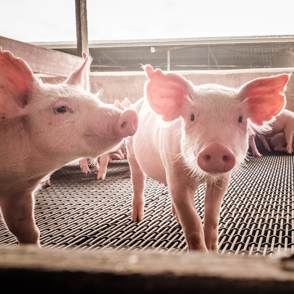 A Curious Pig Looks Through The Fence.