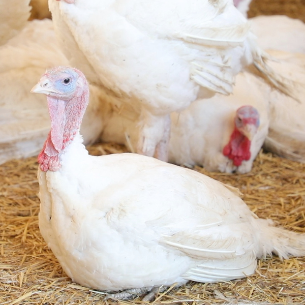 Turkey