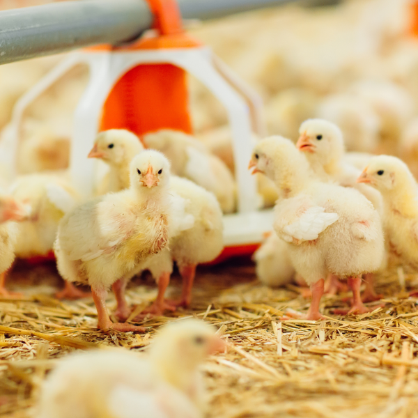 Website Broiler